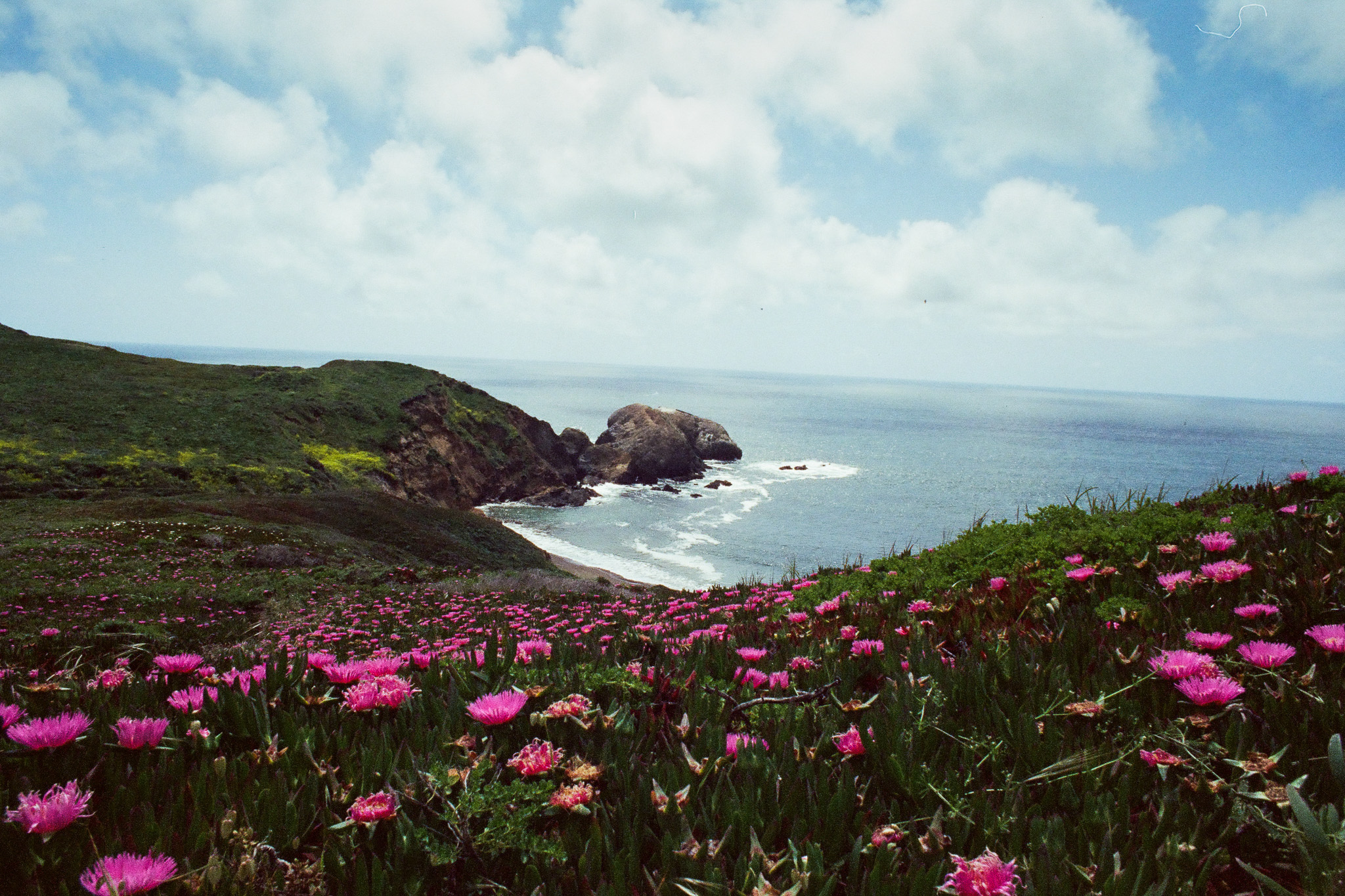 marin-superbloom-print